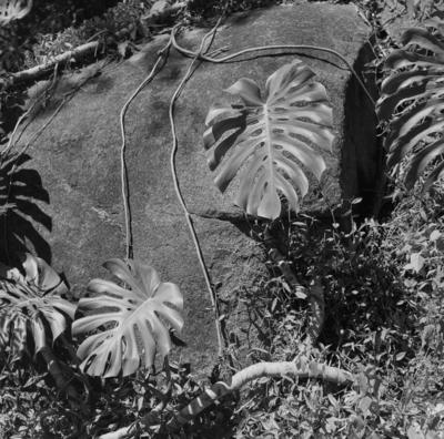 Flora no Sítio Burle Marx