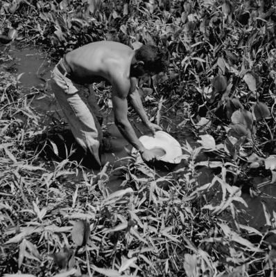 Caça de jacarés na Ilha Mexiana