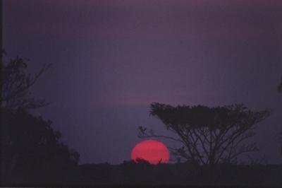 Árvore ao pôr do sol