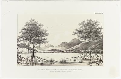 (A floresta marítima de árvores vivíparas perto de Ubatuba, na Província de São Paulo)