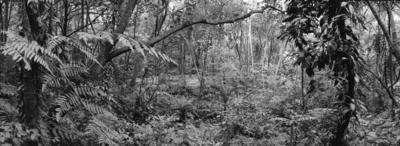 Parque Alfredo Volpi