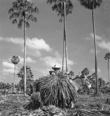 Extração e produção da Carnaúba