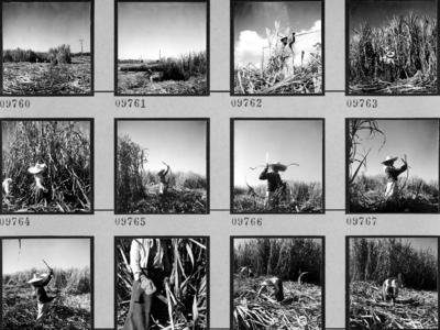 Lavoura canavieira, trabalhadores