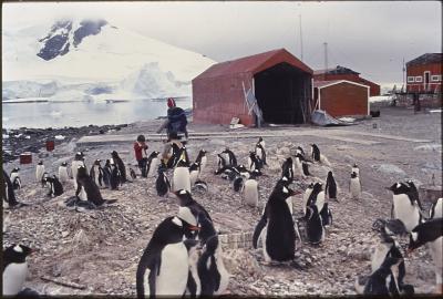 Aventuras de Igor na Antártida