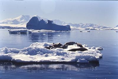 Aventuras de Igor na Antártida
