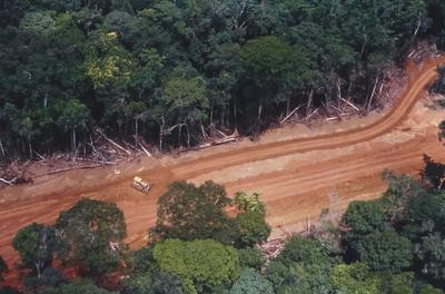 Vista aérea de estrada em meio à floresta