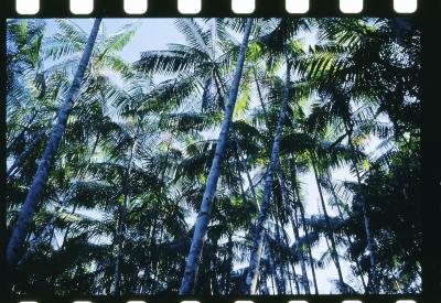 Projeto "Navegar Amazônia"