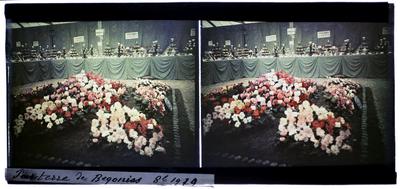 Canteiro de begônias