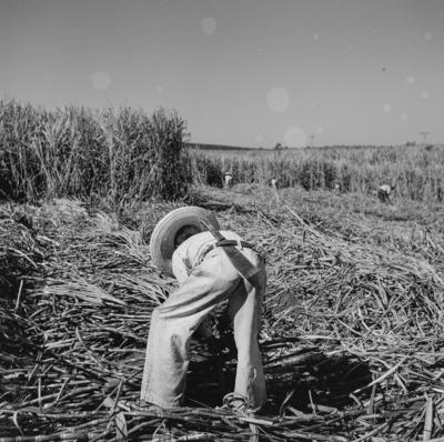 Lavoura canavieira, trabalhadores