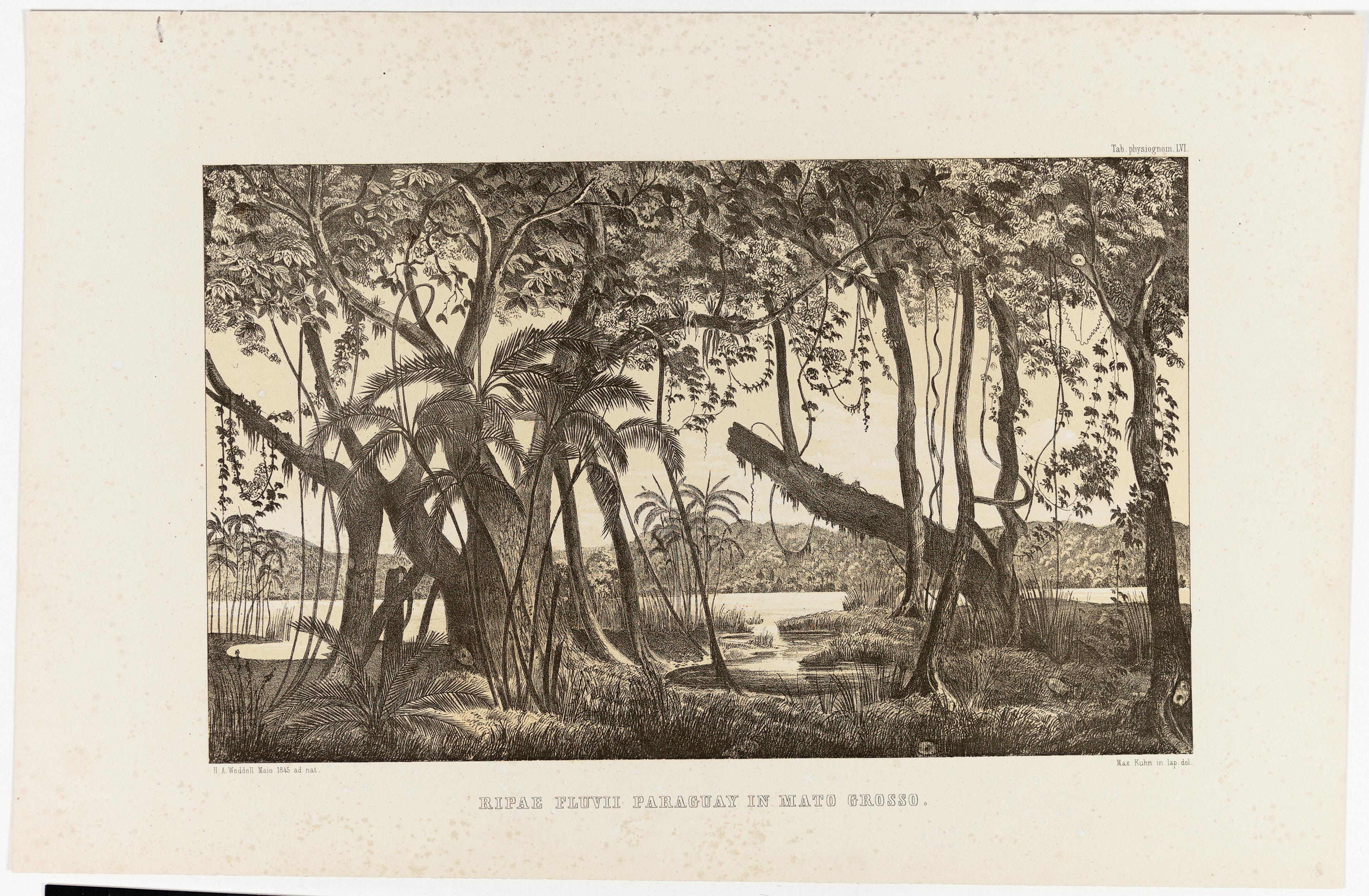 (Margens do Rio Paraguai em Mato Grosso)