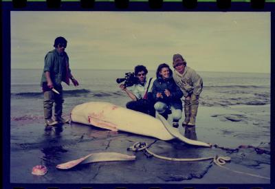 Viagem com a bióloga Livia Monami para registrar a caça da baleia branca