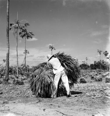 Extração e produção da Carnaúba
