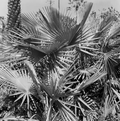 Extração e produção da Carnaúba