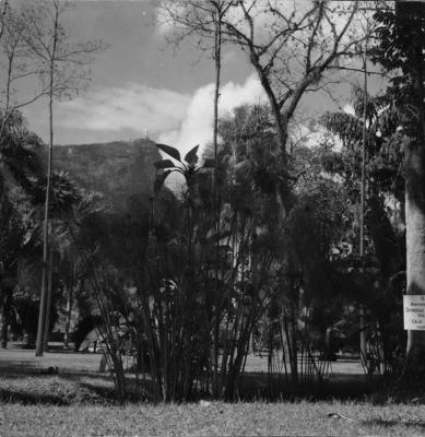 Flora do Jardim Botânico do Rio de Janeiro