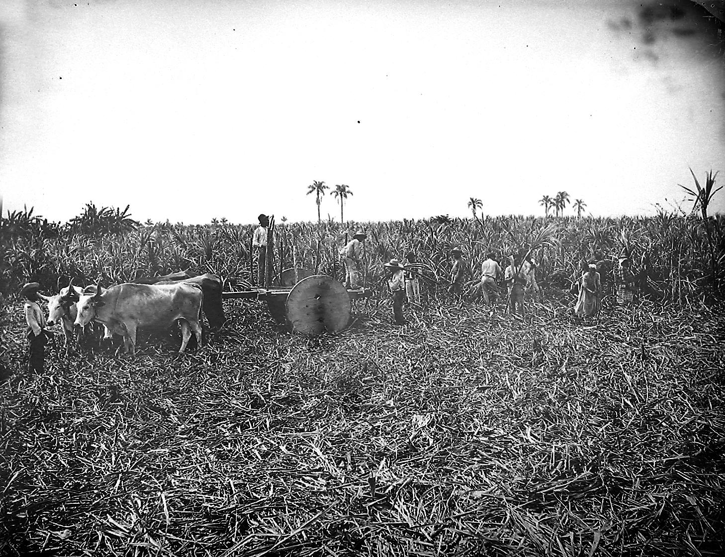 Homens e mulheres, possivelmente escravizados, durante a colheita da cana de açúcar utilizando um carro de bois