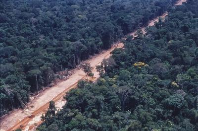 Vista aérea de estrada em meio à floresta