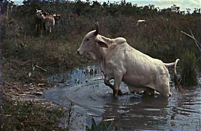 Série Guimarães Rosa