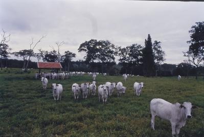 Gado - rebanho