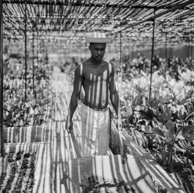 Funcionário do Sítio Burle Marx