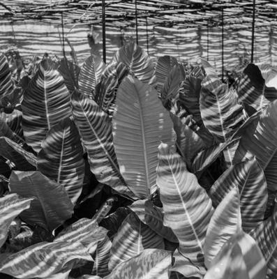 Flora no Sítio Burle Marx