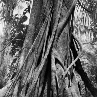 Flora - Ilha de Marajó