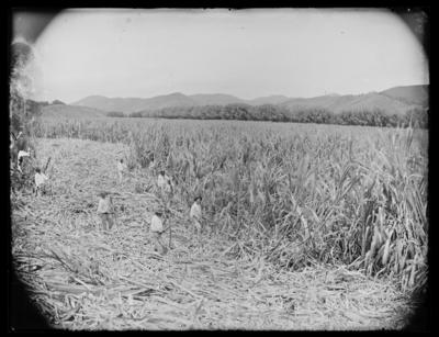 Homens, possivelmente escravizados, durante a colheita da cana de açúcar