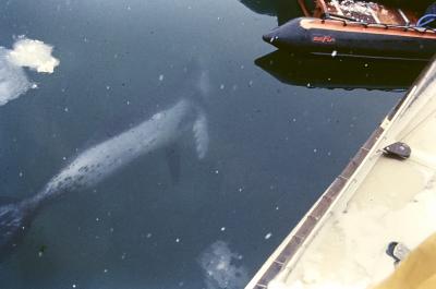 Aventuras de Igor na Antártida