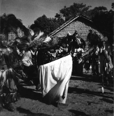 Bumba meu boi, festa popular