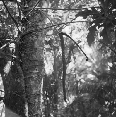 Flora no Sítio Burle Marx