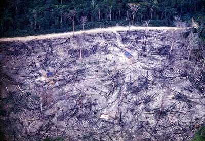 Área desmatada