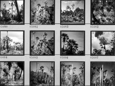 Extração e produção da Carnaúba