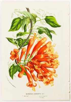 Bignonia venusta Ker