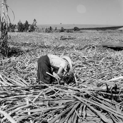 Lavoura canavieira, trabalhadores
