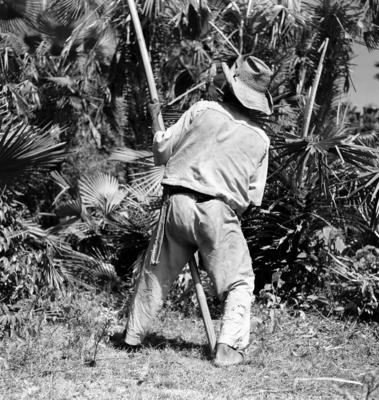 Extração e produção da Carnaúba