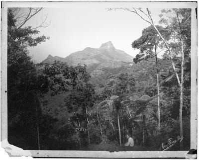 Vista da Floresta da Tijuca