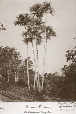 Palmeira Caranã - Mauritia carana