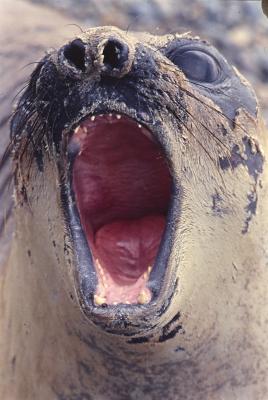 Aventuras de Igor na Antártida