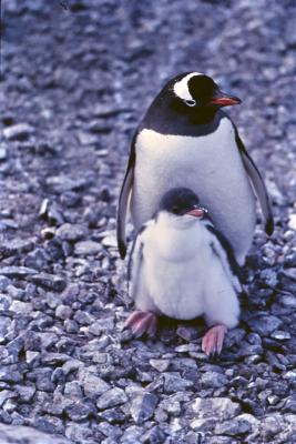 Aventuras de Igor na Antártida