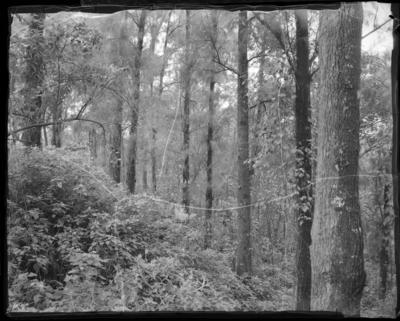 Painel decorativo no Palácio dos Bandeirantes