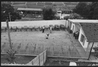 Galos usados para briga de galos