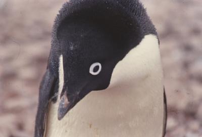 Aventuras de Igor na Antártida