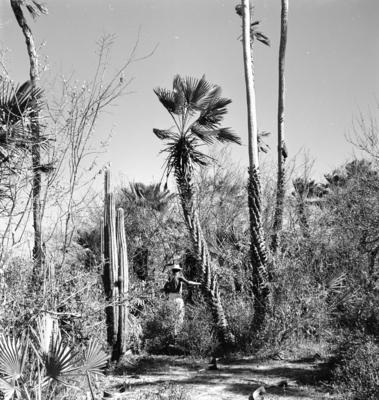 Carnaúba e mandacaru