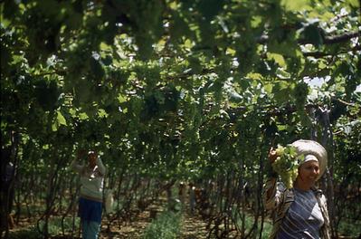 Série Rio São Francisco