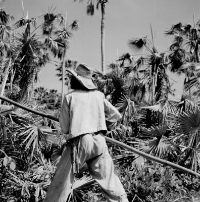 Extração e produção da Carnaúba