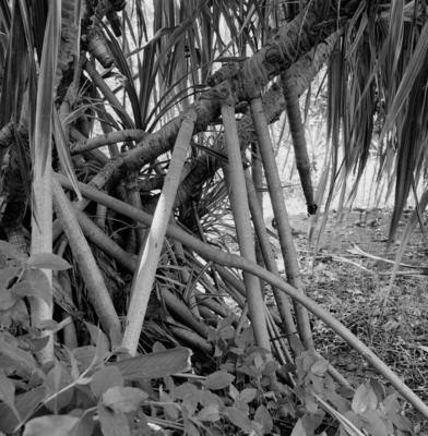 Flora no Sítio Burle Marx