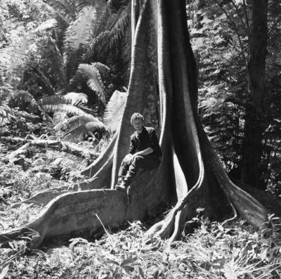 Flora - Ilha de Marajó