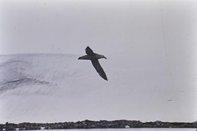 Aventuras de Igor na Antártida
