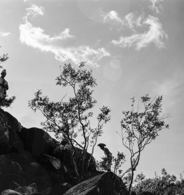 Série "Estrada de Ferro Tocantins"