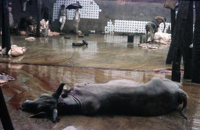 Série Bahia Antiga e Nova - Matadouro