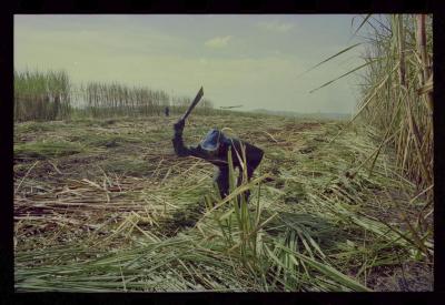 Produção de filme institucional sobre usinas de açúcar